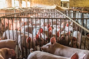 cochons d'élevage