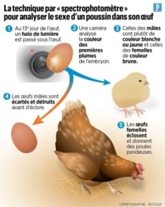 infographie sexage des oeufs