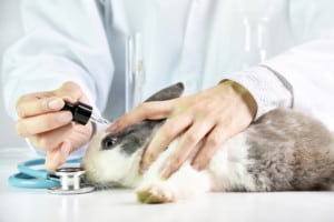 tests sur lapin cosmétique