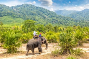 balade à dos d'éléphant