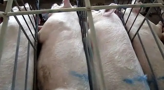 porc élevage